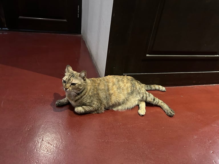 hotel cat, chiang mai