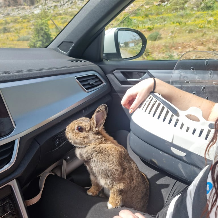 A small brown pet rabbit sits on a passenger's lap inside a car next to a plastic travel carrier.