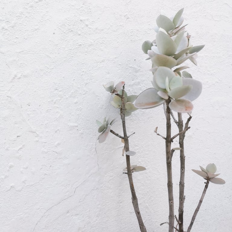 plantes, inspiration, beauté, poésie