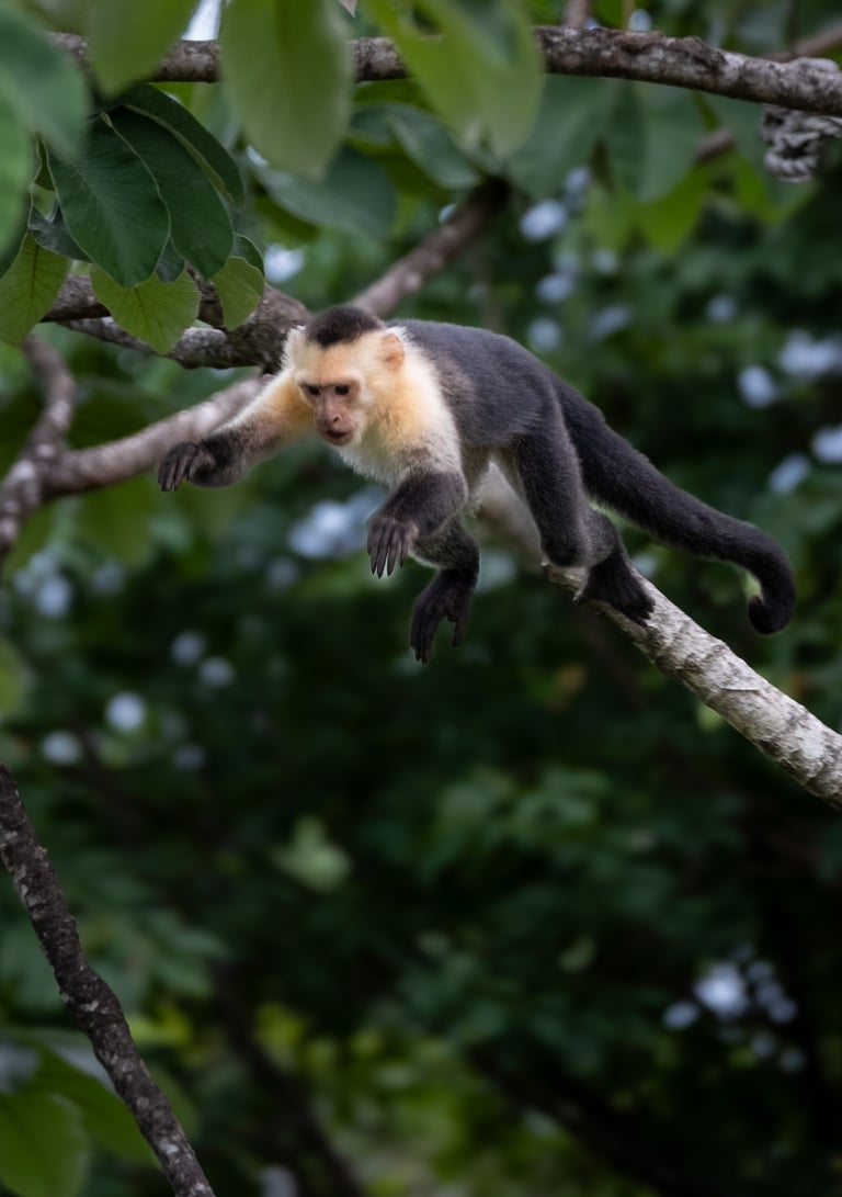 capucin sautant d'une branche