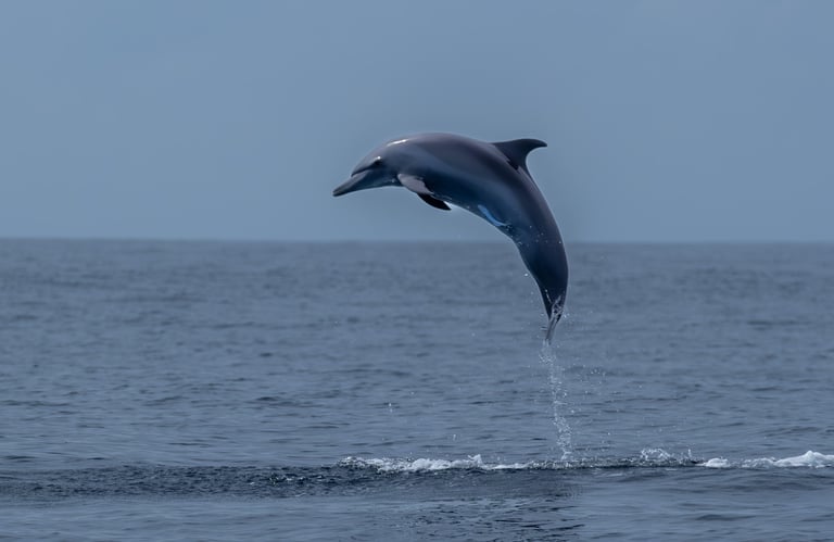 dauphin sautant hors de l'eau costa rica