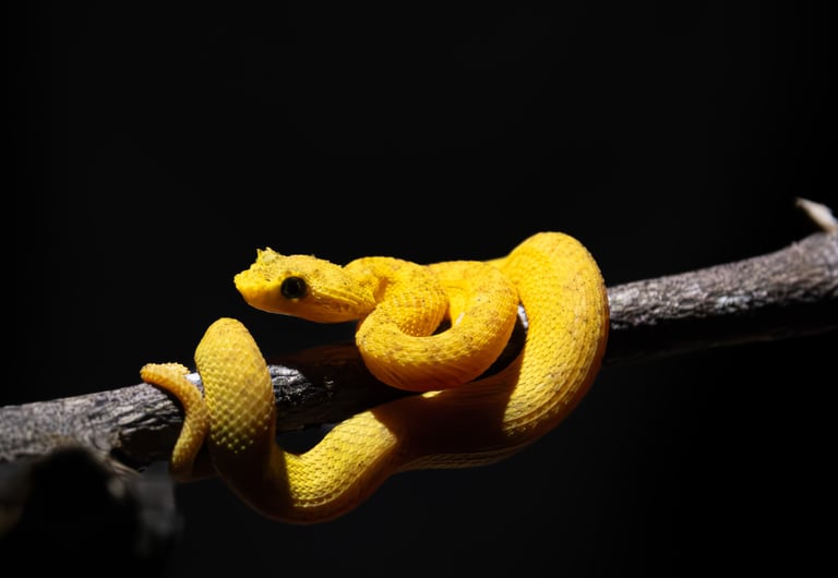 serpent venimeux costa rica
