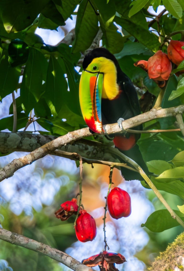 toucan en train de manger costa rica