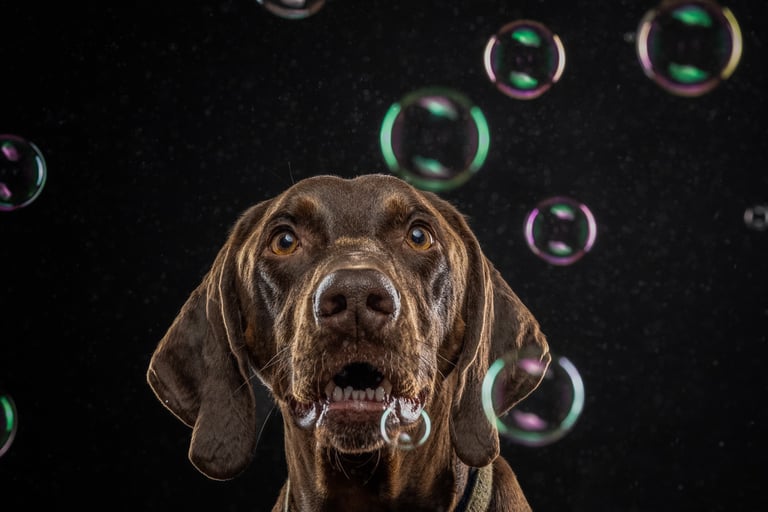 A chocolate German Shorthaired Pointer dog looks up at soap bubbles against a black background.