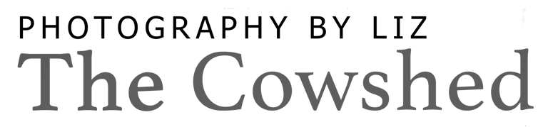 Photography By Liz logo