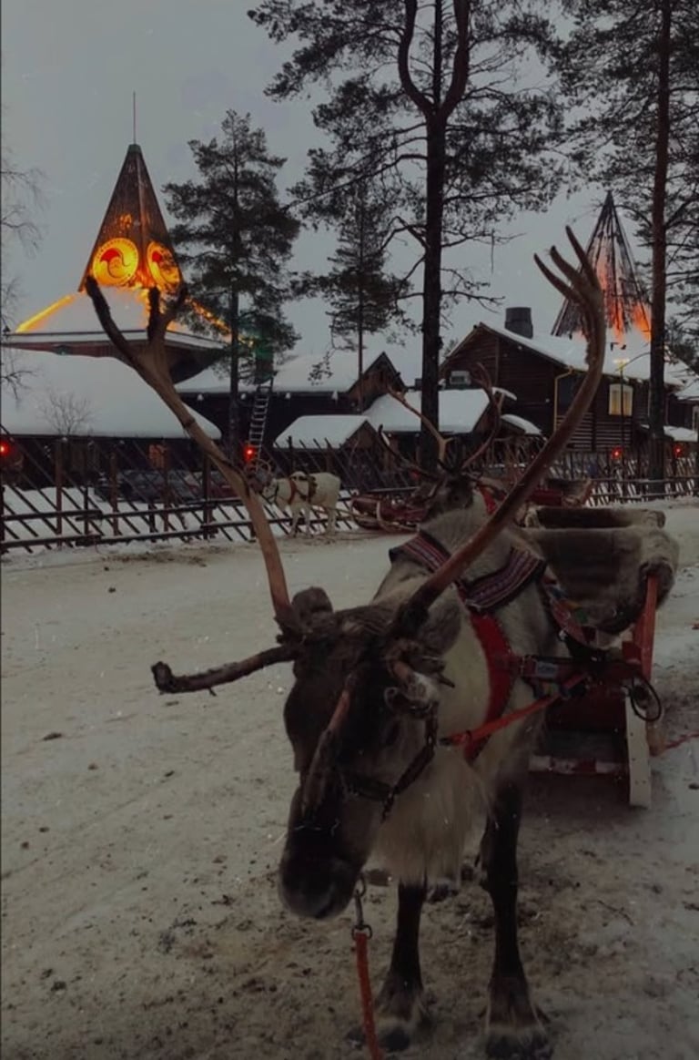 Reno en Finlandia en el pueblo de Santa Claus