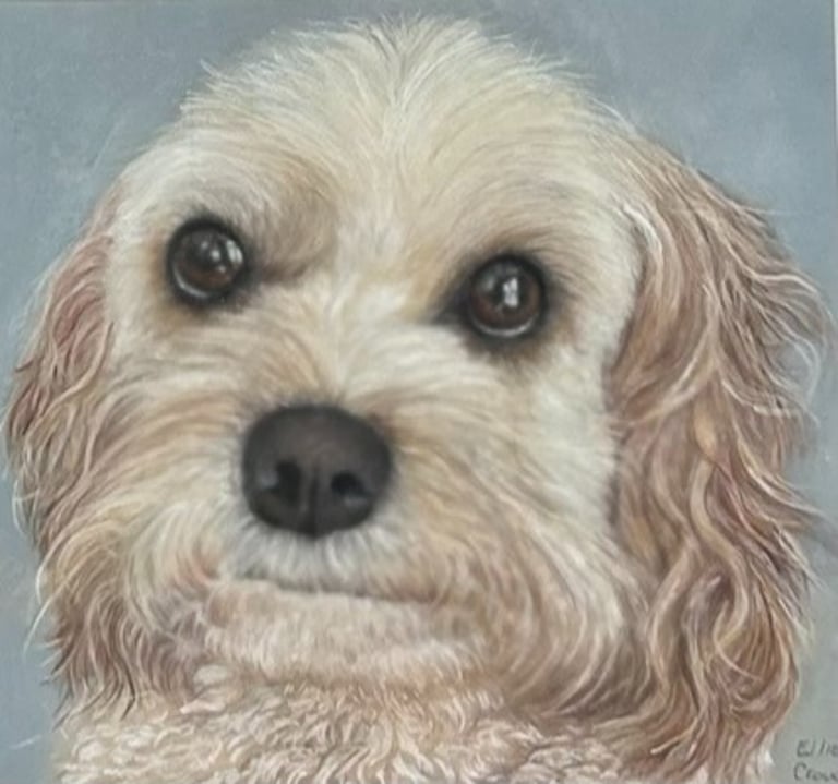 Commissioned portrait of Labradoodle