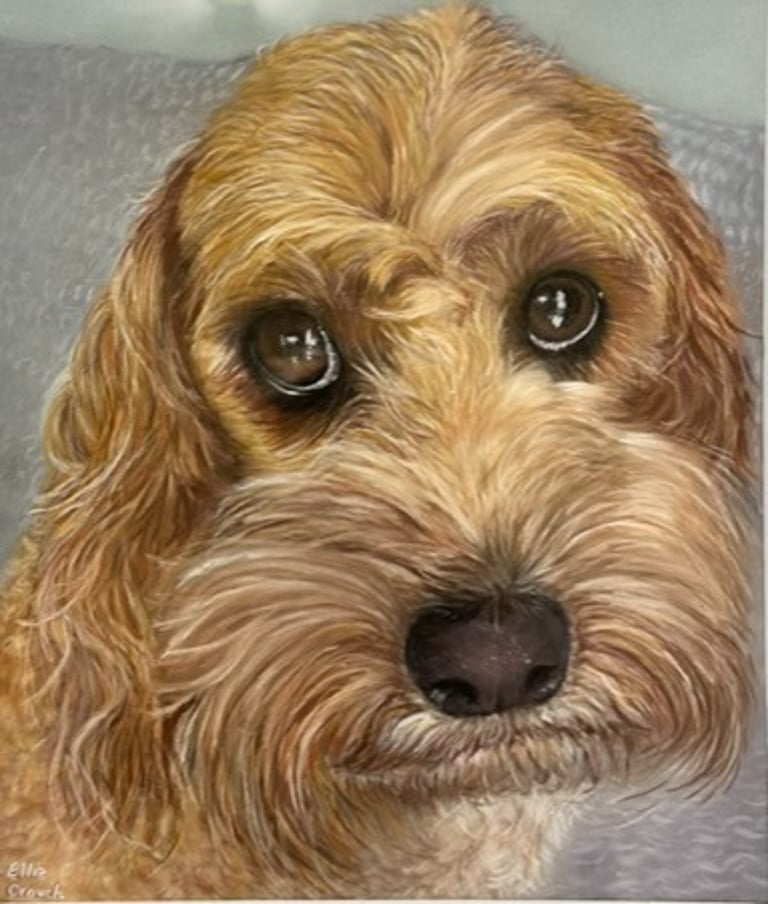 Commissioned portrait of Labradoodle