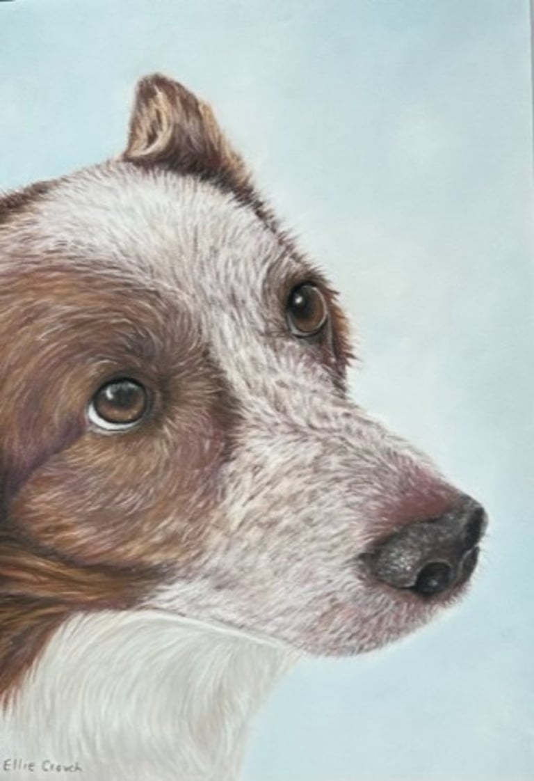 Commisioned pastel of Collie