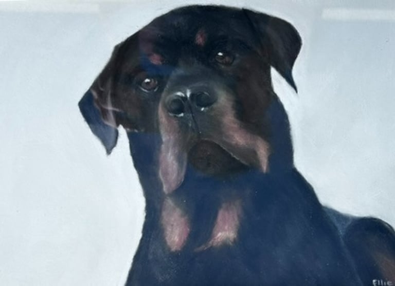 Commissioned Portrait of Rottweiler
