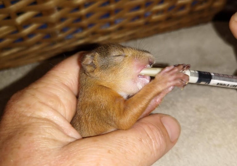 A wildlife rehabilitator hand-feeding a rescued baby squirrel milk using a small syringe.