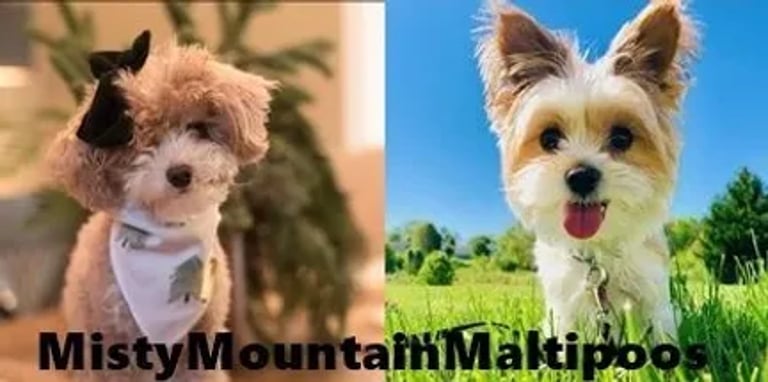 Misty Mountain Maltipoos logo