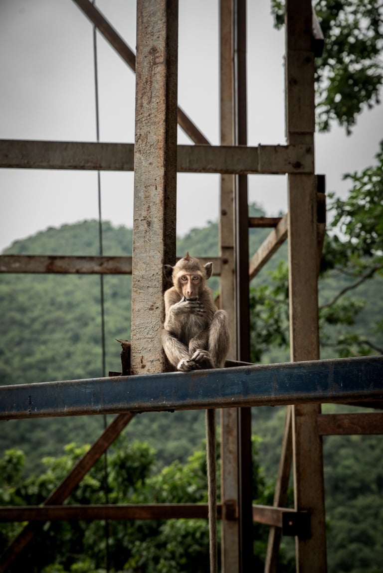 Monkey in Thailand