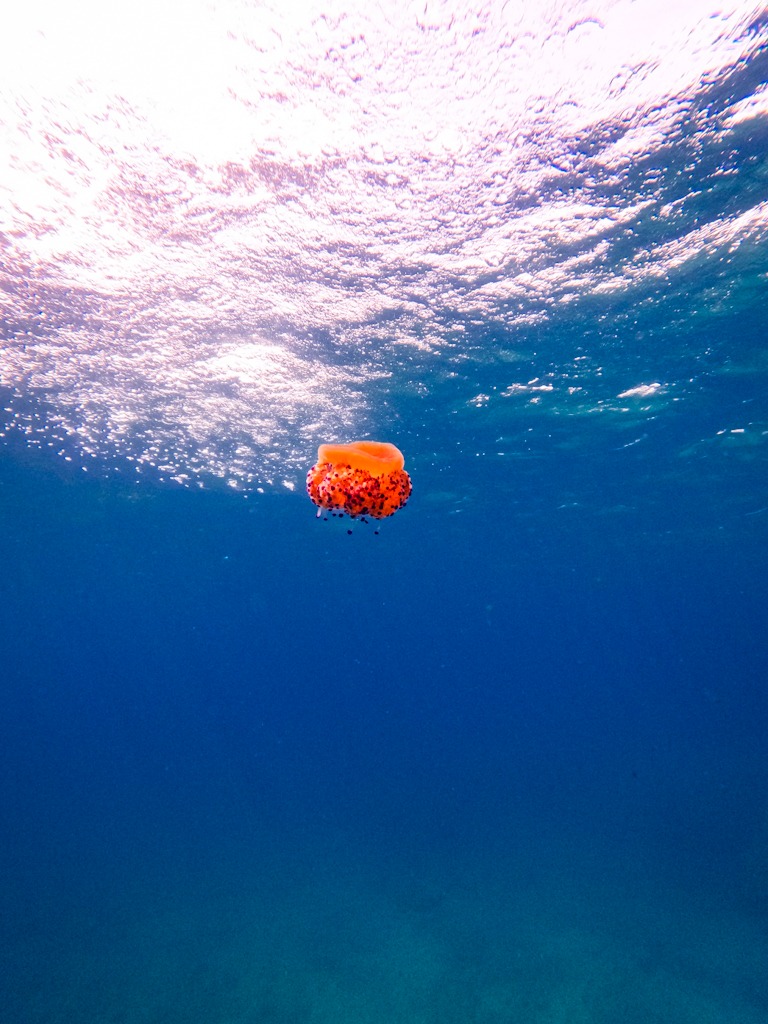 Orange jellyfish in the sea