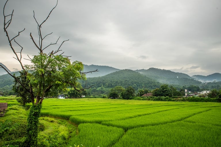 Phai Rice Fields