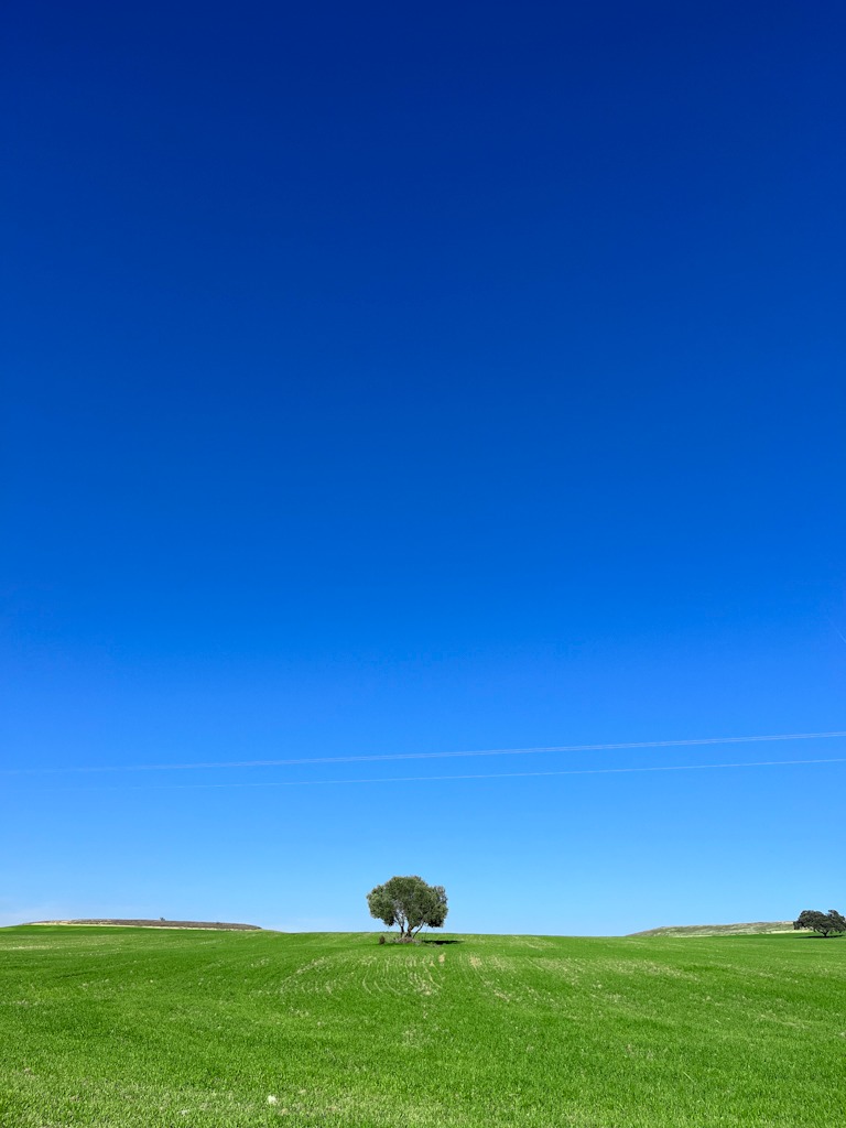 Tree in the middle of a field - minimalist photography
