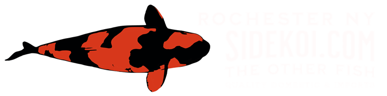 Side Koi logo