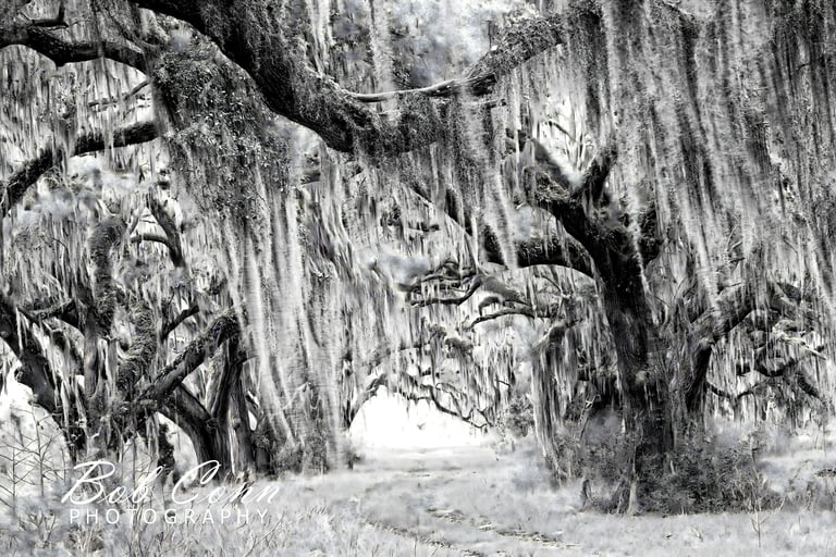 Spanish moss