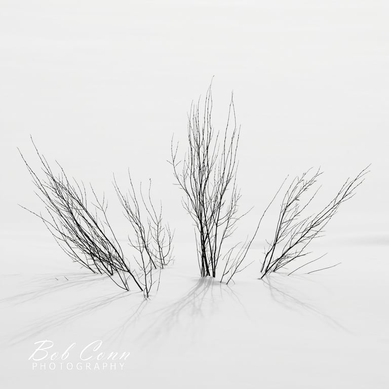 Winter Twigs