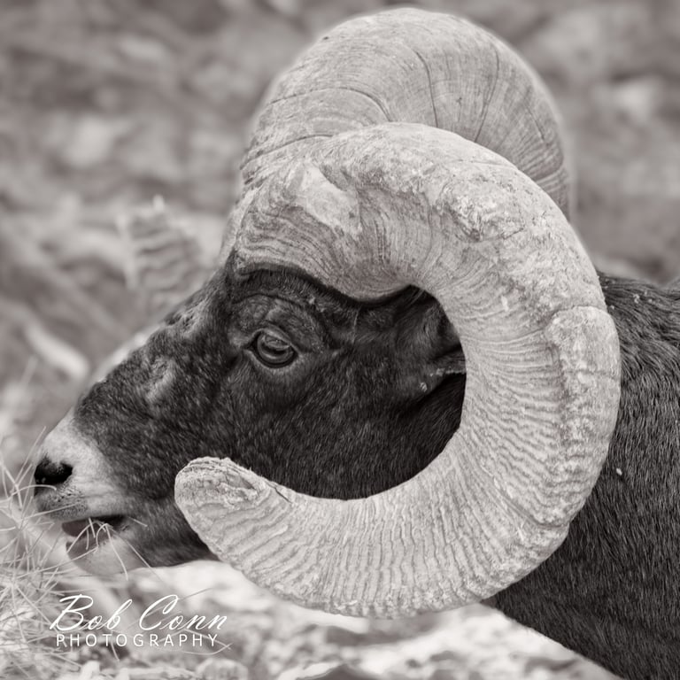 Bighorn sheep head