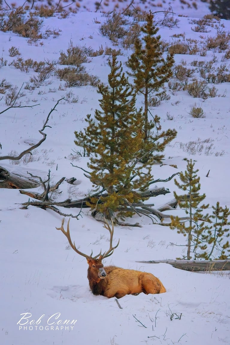 Elk | Yellowstone National Park