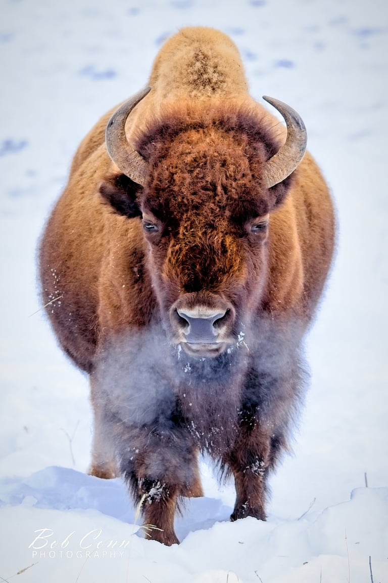 Bison | Yellowstone National Park