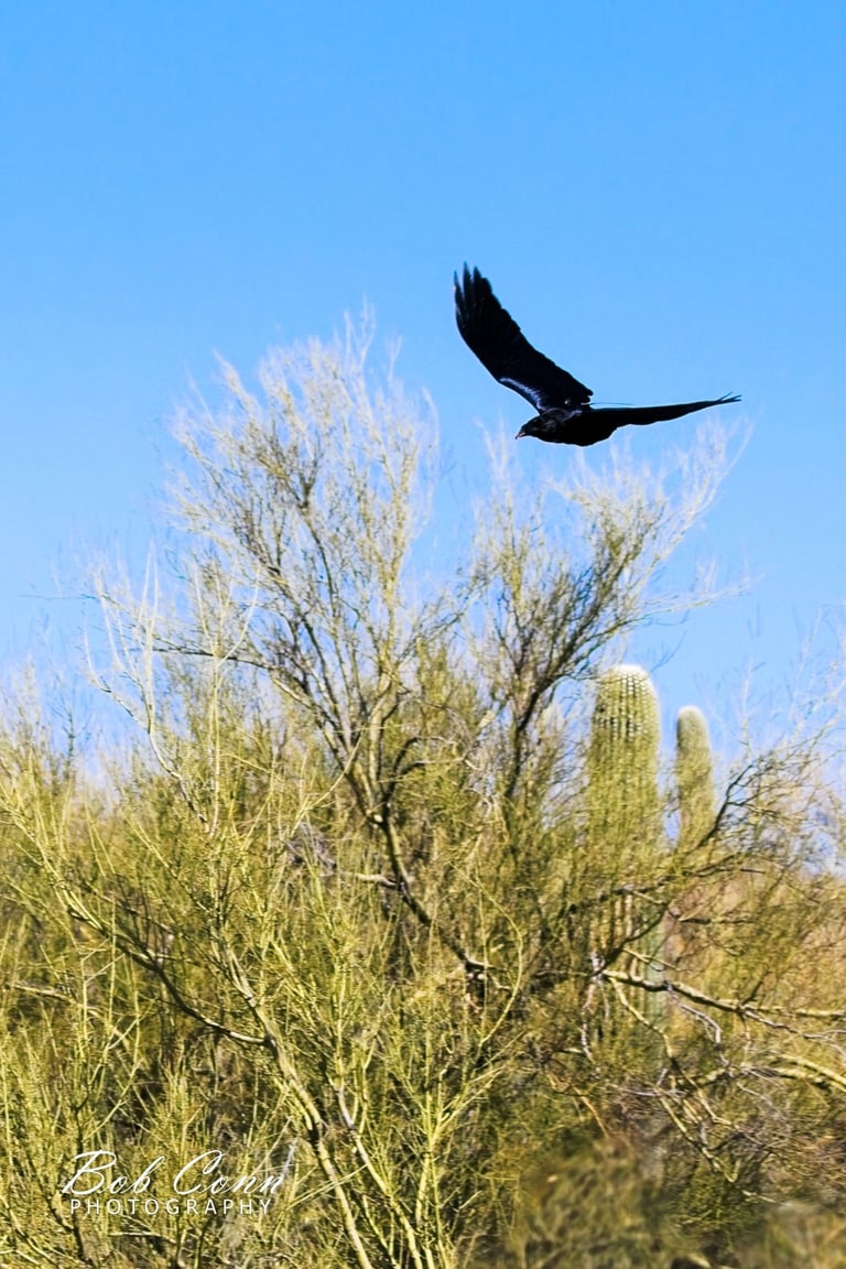 Raven | Sonoran Desert