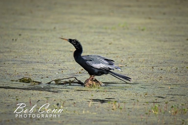 Anhinga | Magnolia Plantation Bird Sanctury