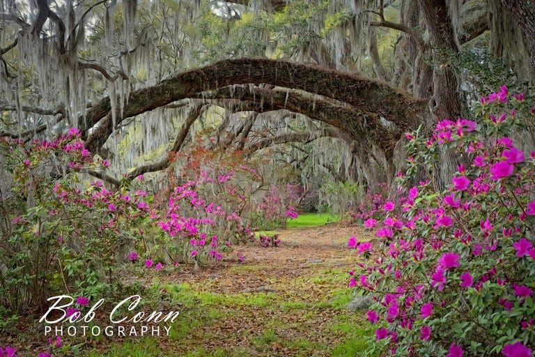 Azaleas | Magnolia Plantation Gardens