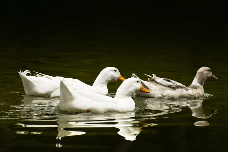 Fotografía de tres patos blancos nadando en un lago de color verde
