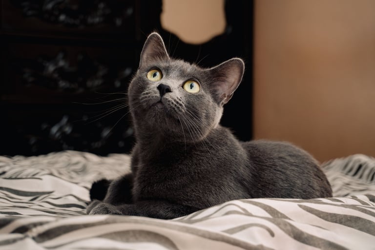 Gato tierno y bello de color gris acostado en una cama de rayas negras y blancas