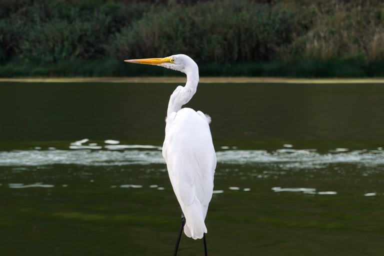 Garza blanca con pico amarillo posada junto a un lago verde