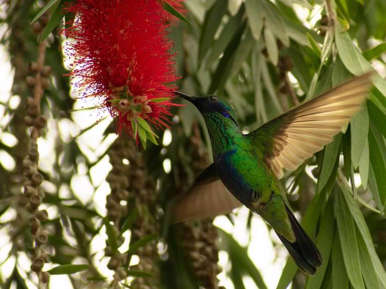 Colibrí verde alimentándose del polen de una flor roja en un árbol