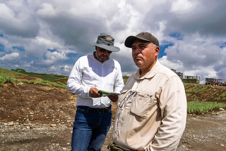 Dos hombres agrónomos parados de forma profesional en un campo de piñas en Ecuador