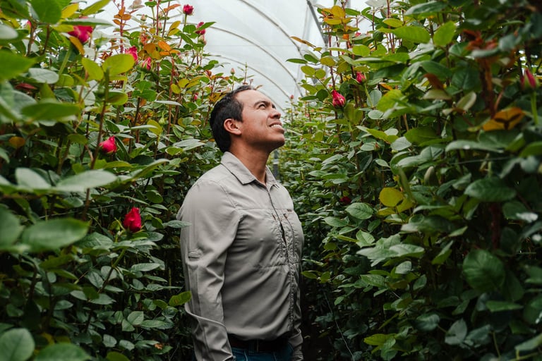 Hombre dentro de florícola viendo sus plantaciones verdes de rosas, fotografía estilo corporativo
