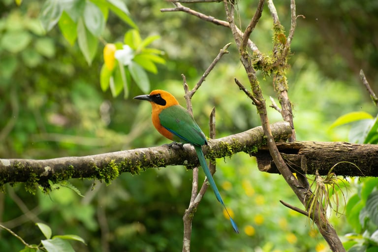 Orange, green and cyan Momoto Canelo Mayor (bird) from the "Baryphthengus martii" species standing on a branch