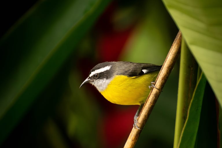 Yellow, black and white little, colorful bird from the "Mielero Flavo" species, standing on the middle of a brown branch 