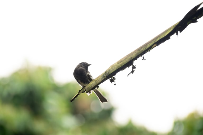 Black, gray and white small bird standing on the top of a branch in a backlit situation with the sky as the background in Min