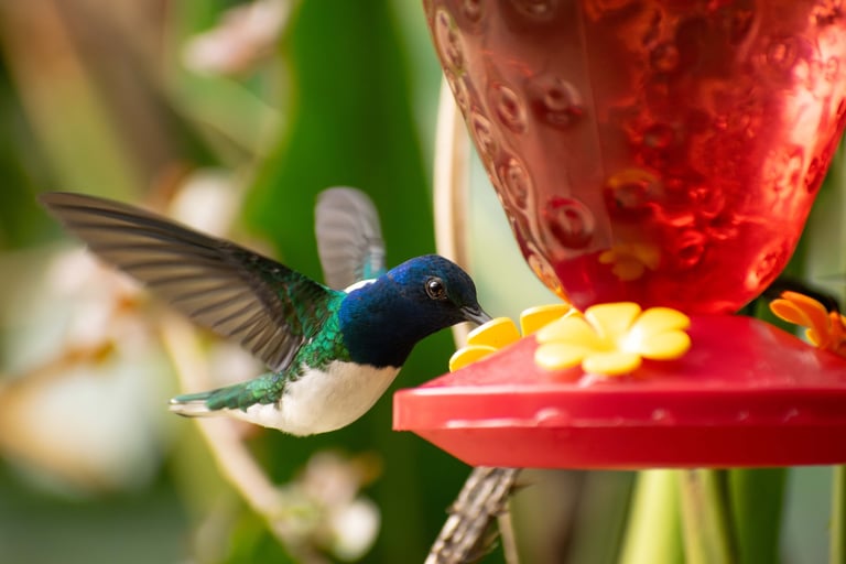 Blue, white and green colorful hummingbird from the "white-necked jacobin" species drinking from a bird feeder