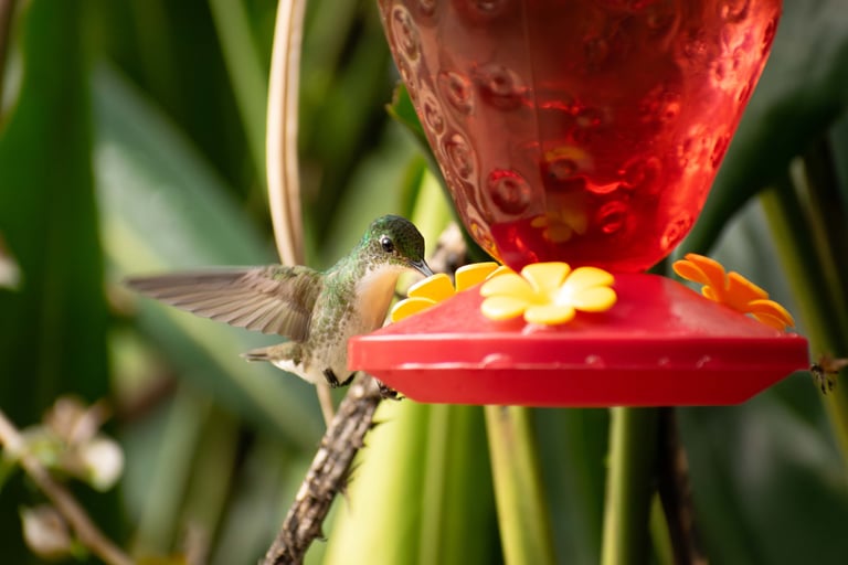 Green and white colorful hummingbird flying in a tropical environment while feeding from a bird feeder