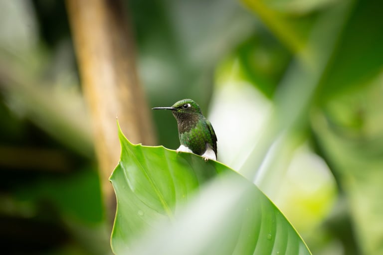 Green and white cute colorful hummingbird with hairy paws, standing on the top of a leaf 