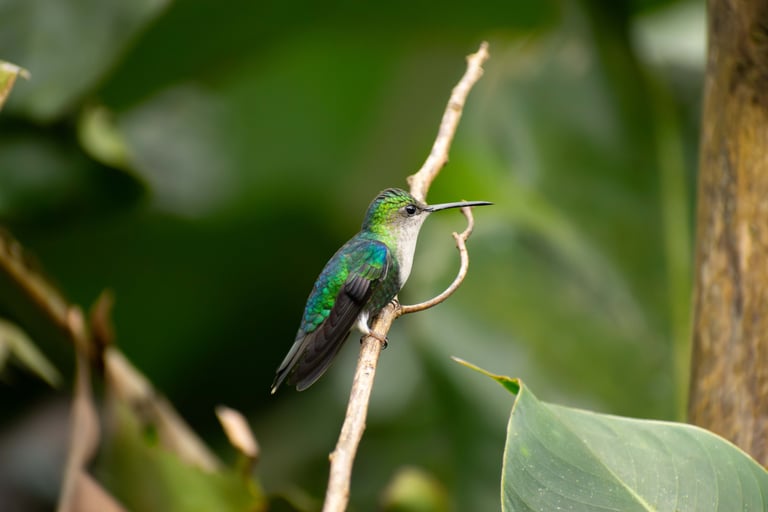 Green, blue, white and black colorful hummingbird from the "thalurania colombica" species, standing on a branch 