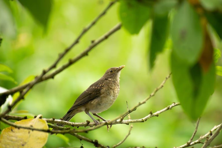 Brown tones (colors) litle bird from the "Turdus leucomelas" species, standing on a branch