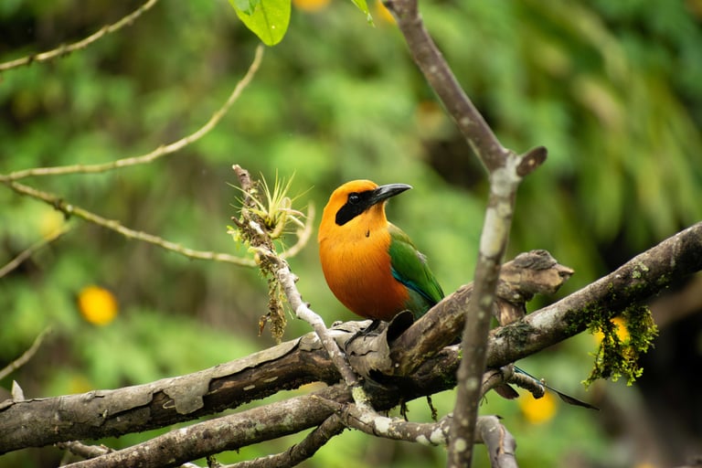 Orange, green and cyan Momoto Canelo Mayor (bird) from the "Baryphthengus martii" species standing on a branch