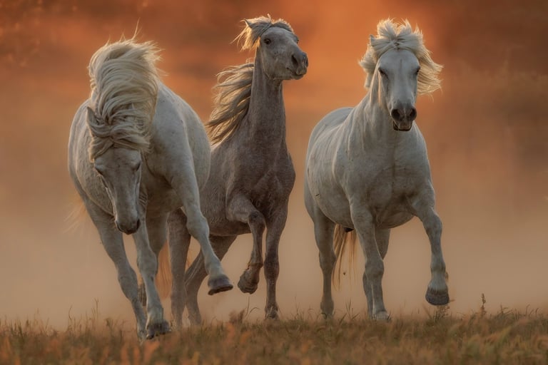 Three majestic white horses galloping through a dusty field at sunset with golden light.