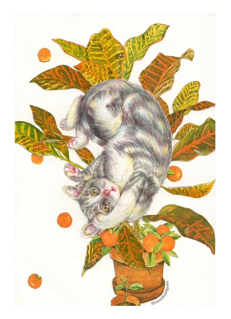 ilustracion gato y naranjas