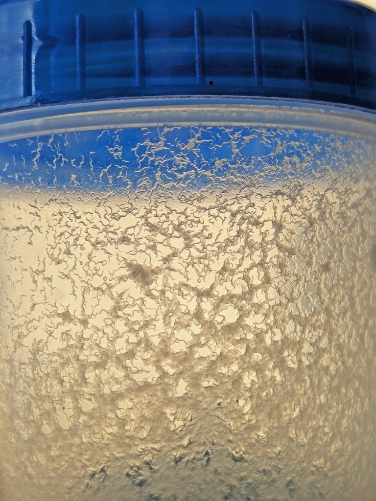 Culture de micro vers