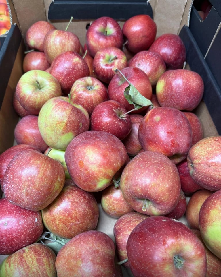 Czerwone jabłka z zielonymi przebarwieniami w drewnianej skrzynce, świeże owoce sezonowe.