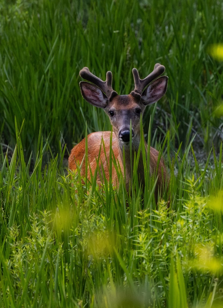 Young buck in a filed of grass
