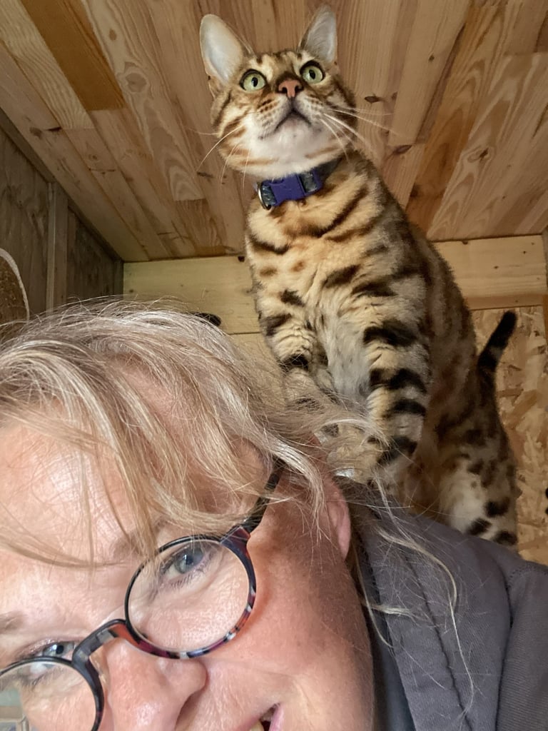 Chat sur l'épaule à la pension Un Rêve de Chat